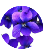 Violette du Devon