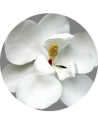 Magnolia du Japon