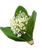 Muguet