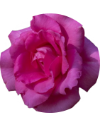 Rose d'été