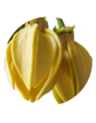 Ylang-Ylang